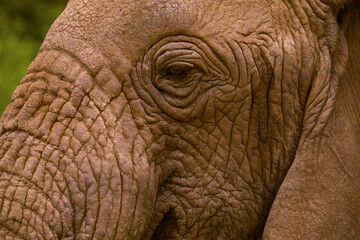 large detailed portrait wild elephant living in freedom.