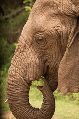 large detailed portrait wild elephant living in freedom.