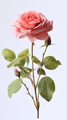 Fototapeta premium Stalik of rose UHD wallpaper