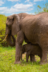 tiny newborn baby elephant near his mother elephant