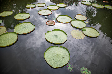 Lily pads floating in a pond