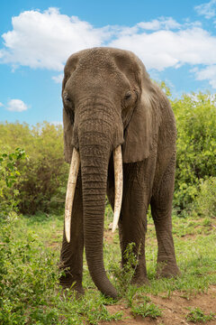 large detailed portrait wild elephant living in freedom.