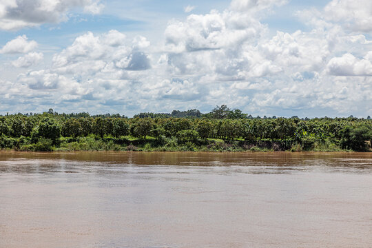 Rubber Tree Plantation along the Mekong River in Cambodia