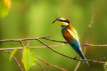 European bee-eater with captured insects for the young in a natural environment.