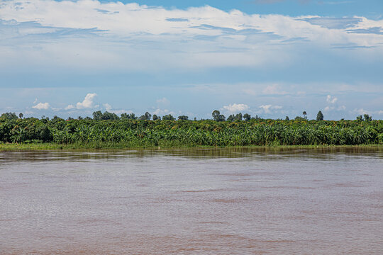 Banana Tree Plantation along the Mekong River in Cambodia