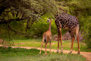 wild giraffe stands under large tree and eats leaf