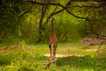 wild giraffe stands under large tree and eats leaf
