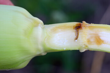Caterpillar of The European corn borer or high-flyer (Ostrinia nubilalis) in corn cob. It is a moth...