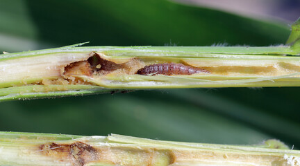 European Corn Borer (Ostrinia nubilalis), larva in maize (corn) stalk.