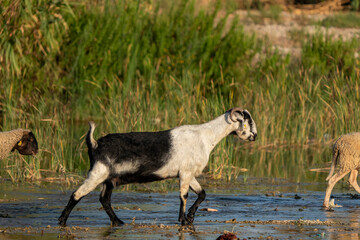 Goats grazing by the stream. Sheep and goats walking in the water.