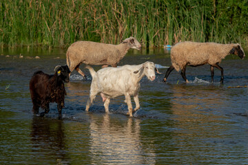 Goats grazing by the stream. Sheep and goats walking in the water.