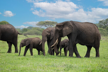 Herd of Elephants in Africa walking through grass