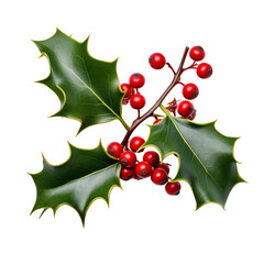 Christmas Sprig of Holly with Red Berries on transparent png. Ai generative.