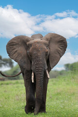 Fototapeta na wymiar Herd of Elephants in Africa walking through grass