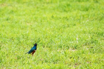 Magnificent bird Starling Superb starling