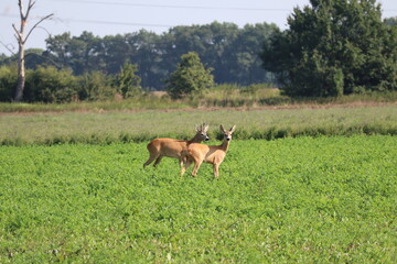 roe deer, goat, clearing, pasture, forest, nature, green grass, field, sarna, kozioł, polana, pastwisko, las, natura, przyroda, trawa zielona, pole