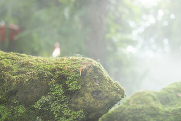 Green lush foliage moss and fern in reshness plant garde with a misty climate
