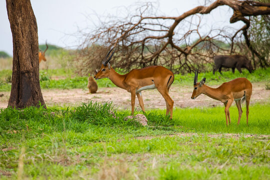 Impala looks out of the African Bush in Park Ngorongoro