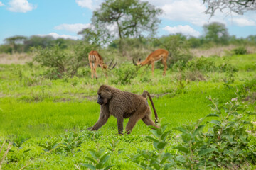 Impala looks out of the African Bush in Park Ngorongoro