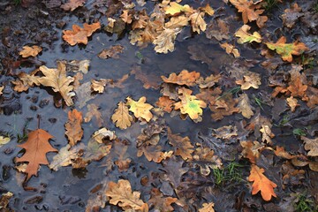 fallen leaves in the autumn forest