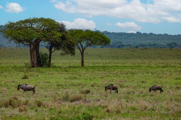 Blue wildebeest or white-bearded gnu Connochaetes taurinus