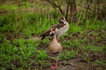 Egyptian geese on a field (Alopochen aegyptiaca).