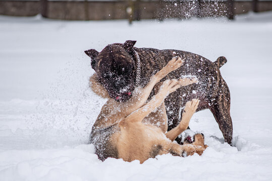 Dogs play in the snow