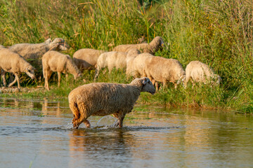 Sheep grazing by the stream. Sheep walking in the water.