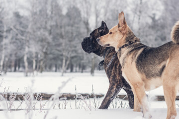 Dogs play in the snow