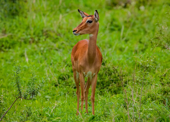 An Impala looks out of the African Bush