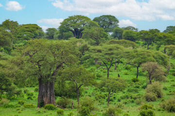 beautiful traditional african landscape with big baobab