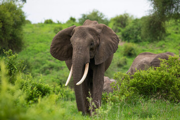 Herd of Elephants in Africa walking through grass