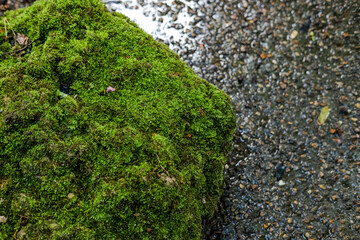Green lush foliage moss and fern in reshness plant garde, rainforest. © Jonh_Walker