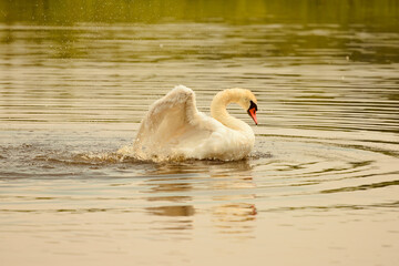 the swan swims and raises its wings on the lake
