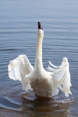 The swan raises its wings