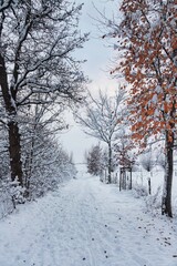 Schnee im Winter | Norddeutschland