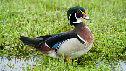 Pato-carolino, espécie de pato anatídeo. Natural da América do Norte,  das  regiões pantanosas da costa este dos Estados Unidos da América.