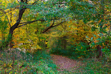 Autumn landscape by the Vida lake in Apuseni Mountains, Romania. Trees in colorful foliage and...