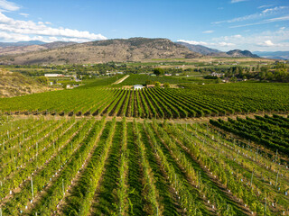 Fototapeta na wymiar Okanagan Valley Winery Vineyard British Columbia