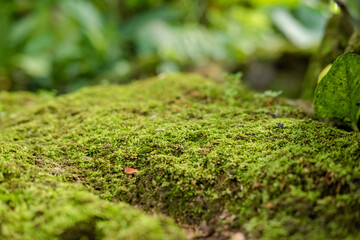 Green lush foliage moss and fern in reshness plant garde, rainforest. © Jonh_Walker