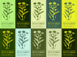 Set of drawing of BRITISH YELLOWHEAD in various colors. Hand drawn illustration. Latin name INULA BRITANNICA L.