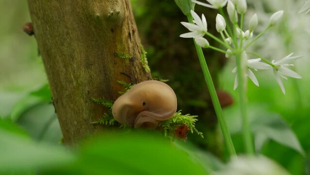 Closeup shot of a jelly ear wood mushroom on a tree with wild garlic on the right