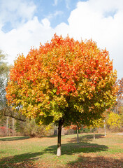 Naklejka premium Digital photograph of a beautiful autumn maple tree with green, yellow and red leaves in a park on a sunny day, with blue sky and white clouds in the background