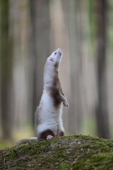 Ferret photographed in nature. Champagne ferret female. Cute ferret pet in the forest. Ferret beg - stand on back legs