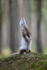Ferret photographed in nature. Champagne ferret female. Cute ferret pet in the forest. Ferret beg - stand on back legs