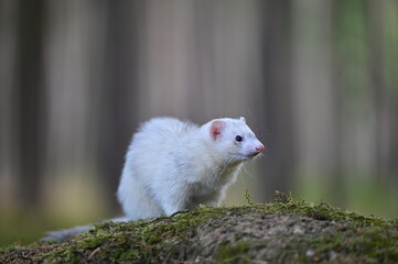 Ferret photographed in nature. Silvermitt ferret female. Cute pet ferret in the forest