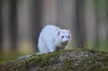 Ferret photographed in nature. Silvermitt ferret female. Cute pet ferret in the forest