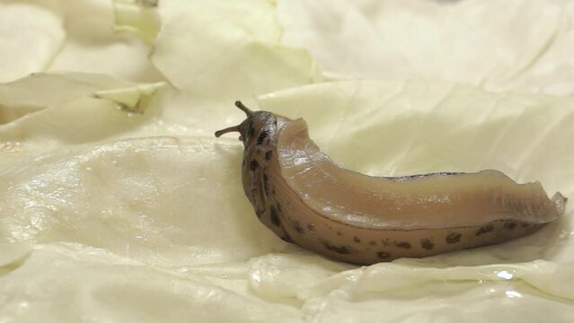 A great slug (lat. Limax maximus) crawls on cabbage leaves. The great slug or the great leopard slug is a terrestrial gastropod mollusk of the order pulmonary snails of the family Limacidae.