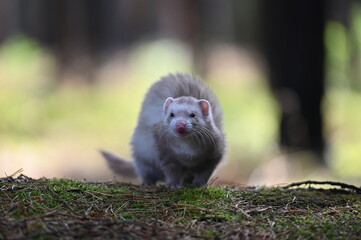 Ferret photographed in nature. Champagne ferret female. Cute ferret pet in the forest.