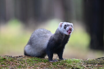 Ferret photographed in nature. Sable ferret male. He licks himself. Cute ferret in the forest